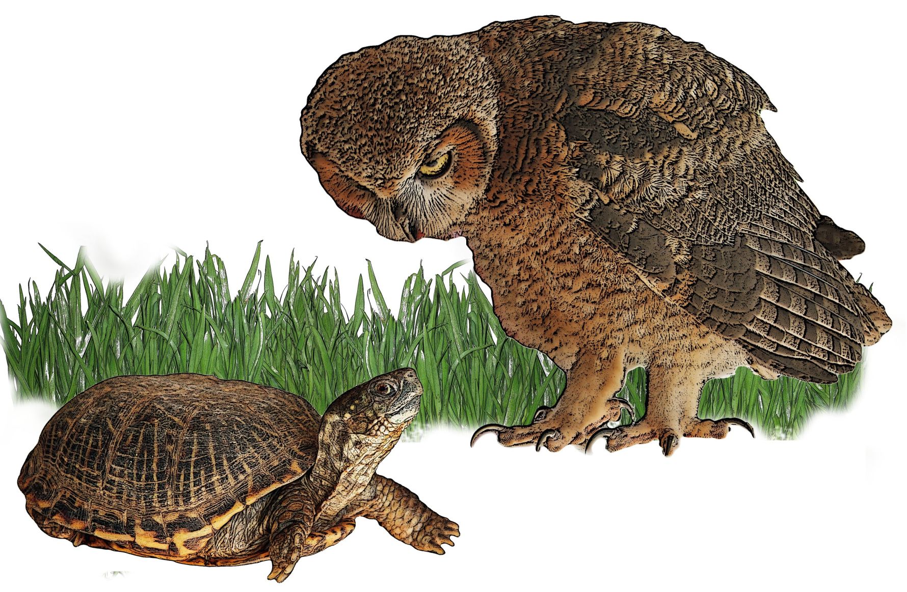 hairy tailed turtle Bend over sex tube